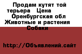 Продам кутят той терьера › Цена ­ 3 000 - Оренбургская обл. Животные и растения » Собаки   